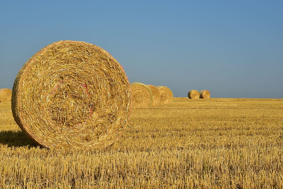 hay, straw, harvest, rural, agriculture, nature, field, sky, grass, bale
