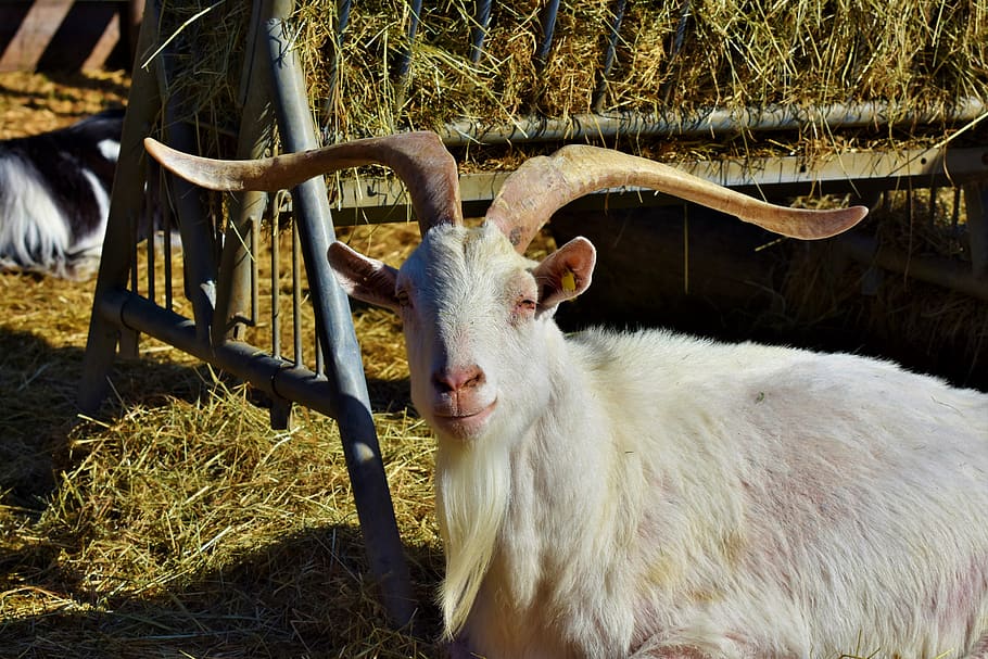 kambing, kambing billy, kambing domestik, ternak, tanduk, bertanduk, bock, kepala kambing, kambing putih, potret hewan