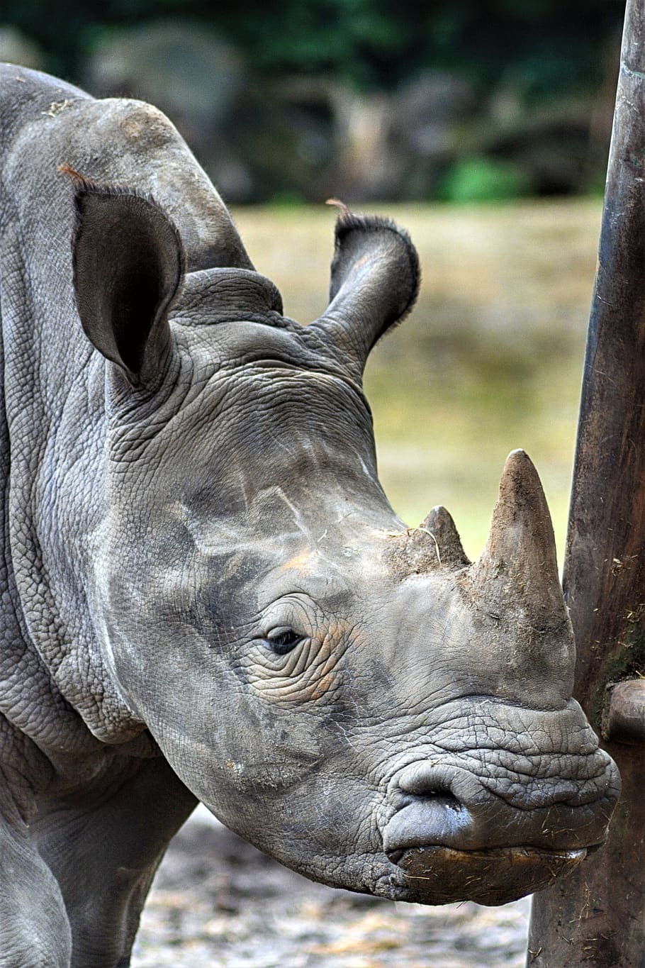 rinoceronte, mundo animal, safari, selvagem, mamífero, paisagem, fechar-se, natureza, parque serengeti, testicular hagen