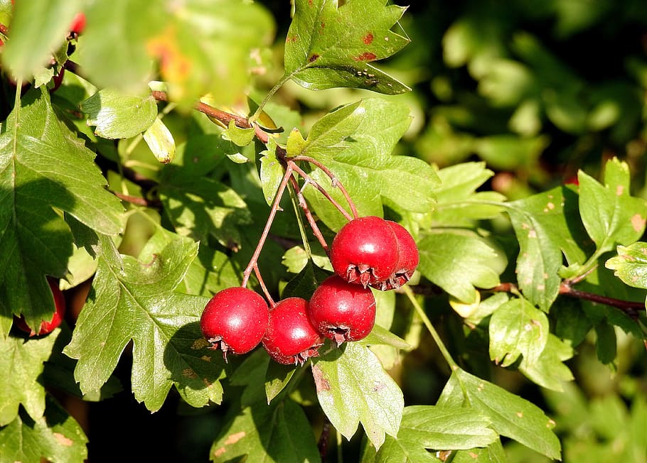 crataegus, hawthorn fruit, red fruits, red, berries, large, foliage, aesthetic, tree, nature