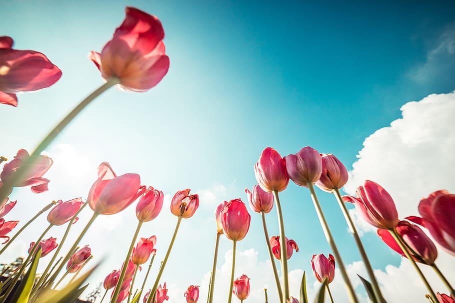 rosa, tulipas, flores, azul, jardins, natureza, vermelho, espaço para texto, céu, sol
