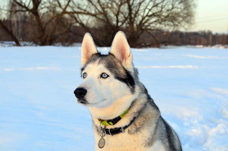 cão, rouco, neve, pôr do sol, siberiano, inverno, vista, olhos, temperatura fria, um animal