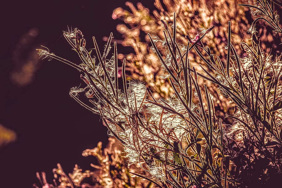 epilobium angustifolium, flor, rosa, sol da tarde, luz de fundo, estufa de prímula, onagraceae, arbusto, infrutescência, frutas