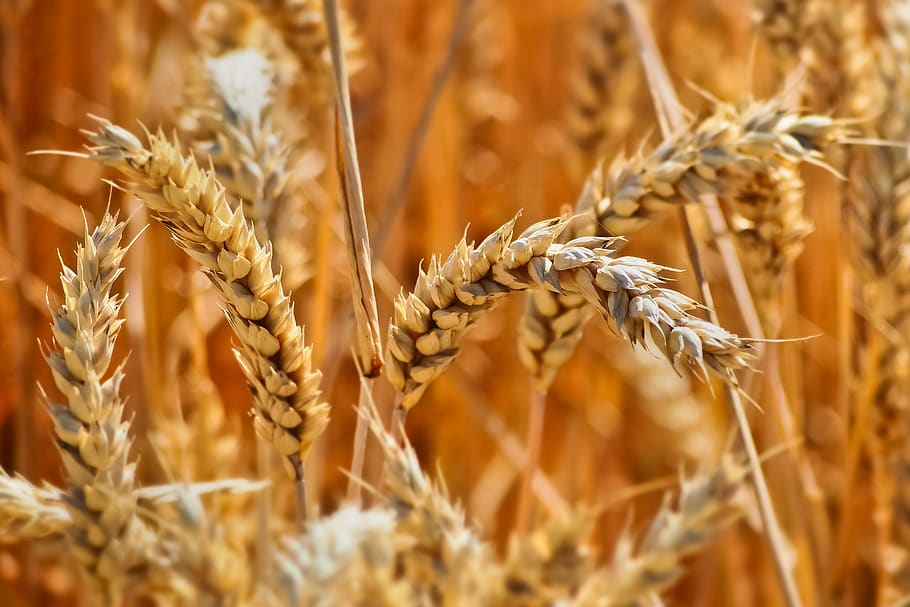 campo, trigo, verão, colheita, natureza, agricultura, paisagem, cereais, terra arável, grão