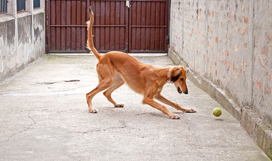 dog playing, saluki, persian greyhound, greyhound, pet, friendly, pets, pets playing, sighthounds, curious