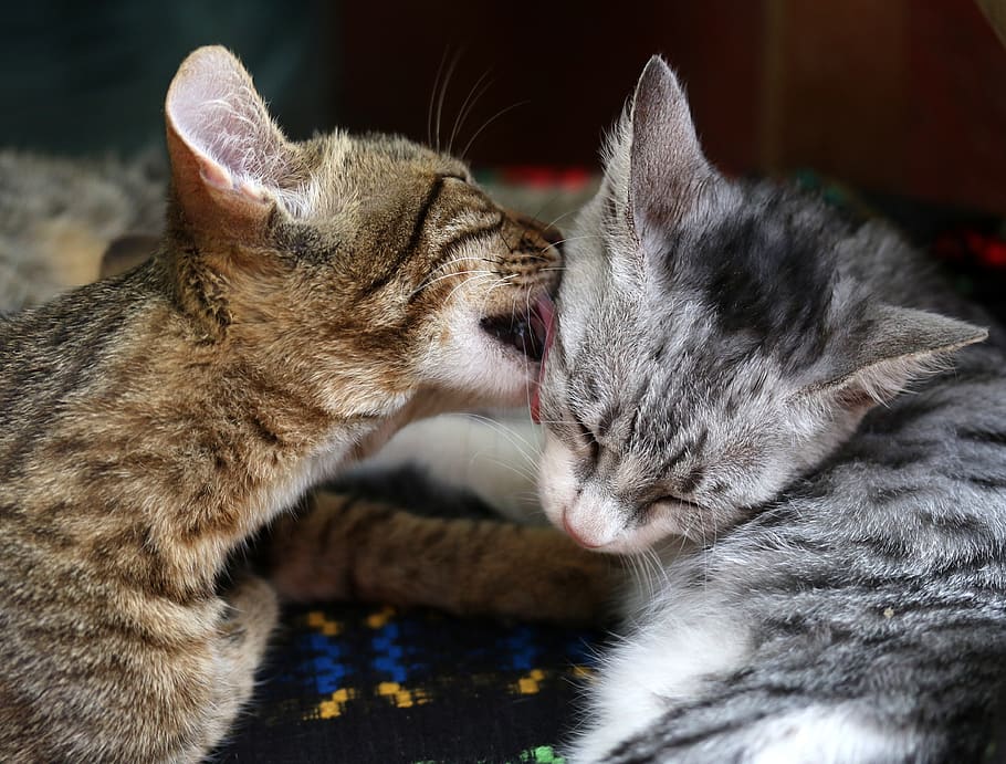 cats, love, two, play, feline, animals, together, adorable, friendship, cat