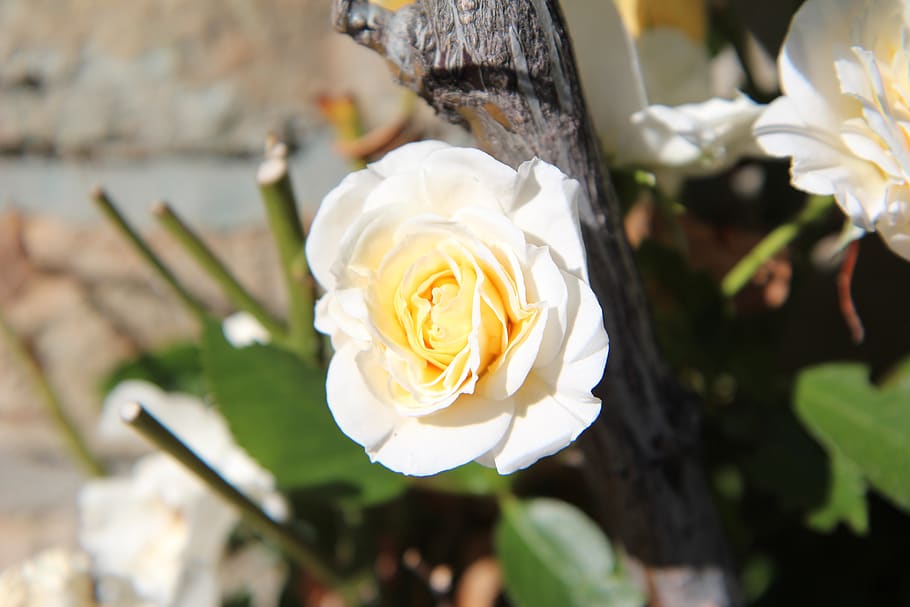 rosa, rosal, rosa blanca, rosa trepadora, Flor, planta floreciendo, planta,  belleza en la naturaleza, vulnerabilidad, fragilidad | Pxfuel