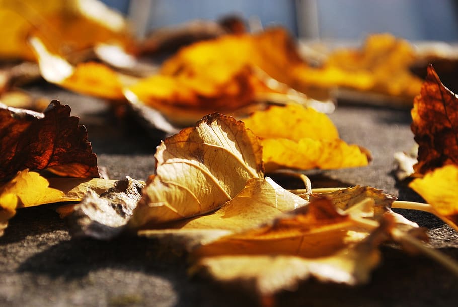 kuning, daun, bagian tanaman, musim gugur, perubahan, kering, alam, makanan dan minuman, close-up, jatuh