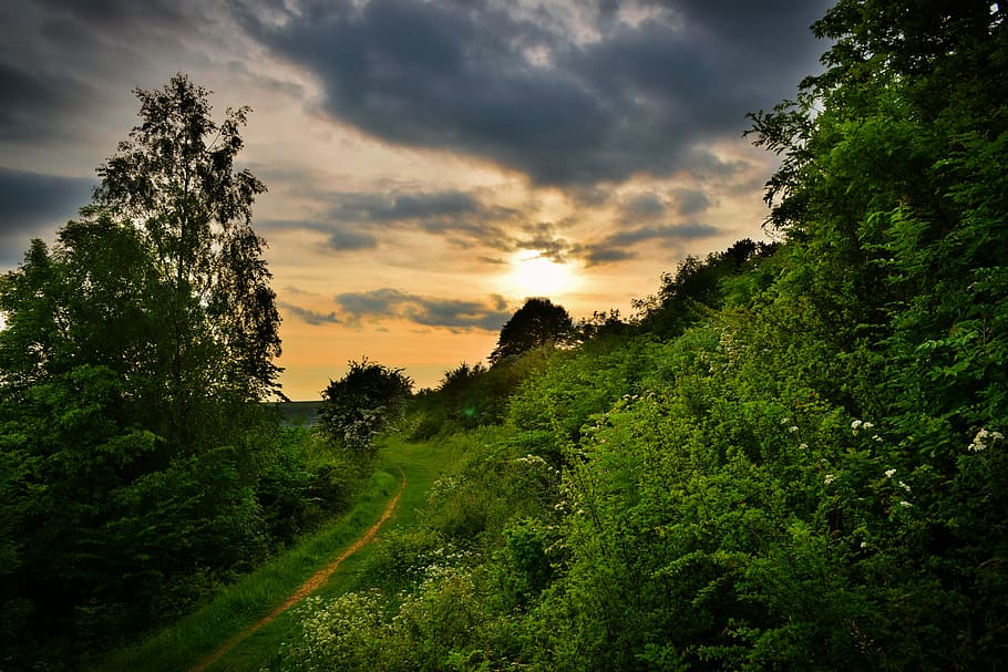 sunset, cotswolds, england, path, clouds, warm, trees, green, country, plant
