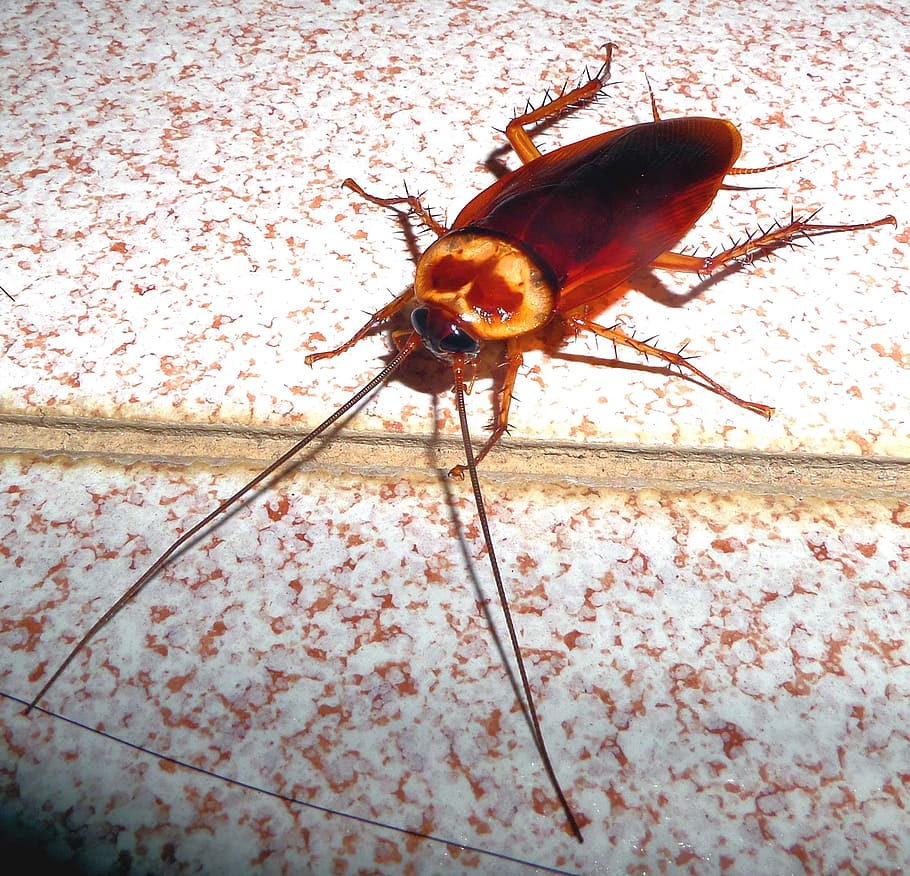 cucaracha en Tailandia, cucaracha, insecto, carroñero, higiene, plaga, temas de animales, invertebrados, animales, animales en estado salvaje