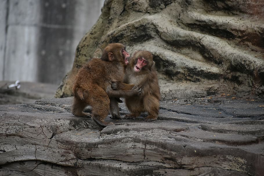 animal, monkey, baby japanese macaque eating leaves, zoo, travel, wild animal, emotions, shouting, hug, natural