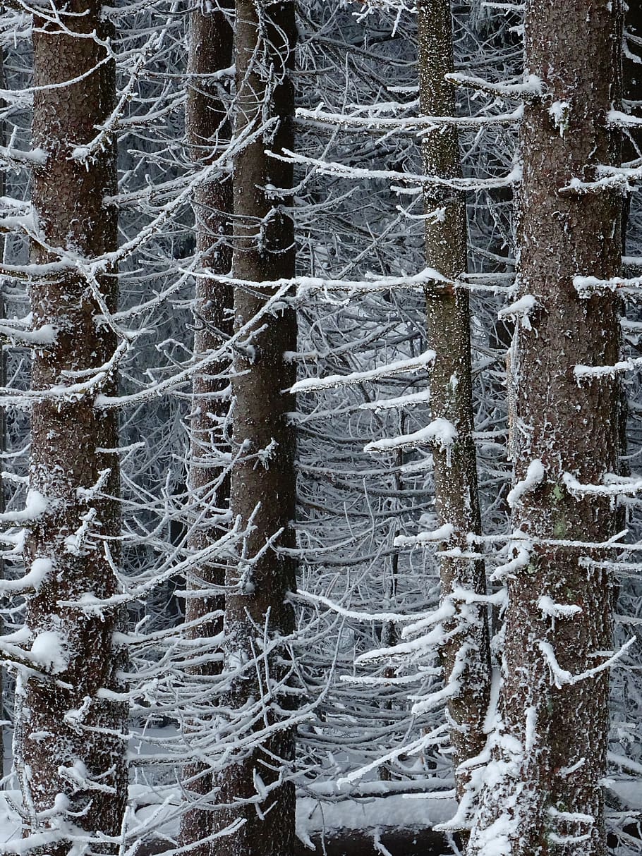 winter, forest, trees, nature, snow, landscape, cold, scenic, white, wintry