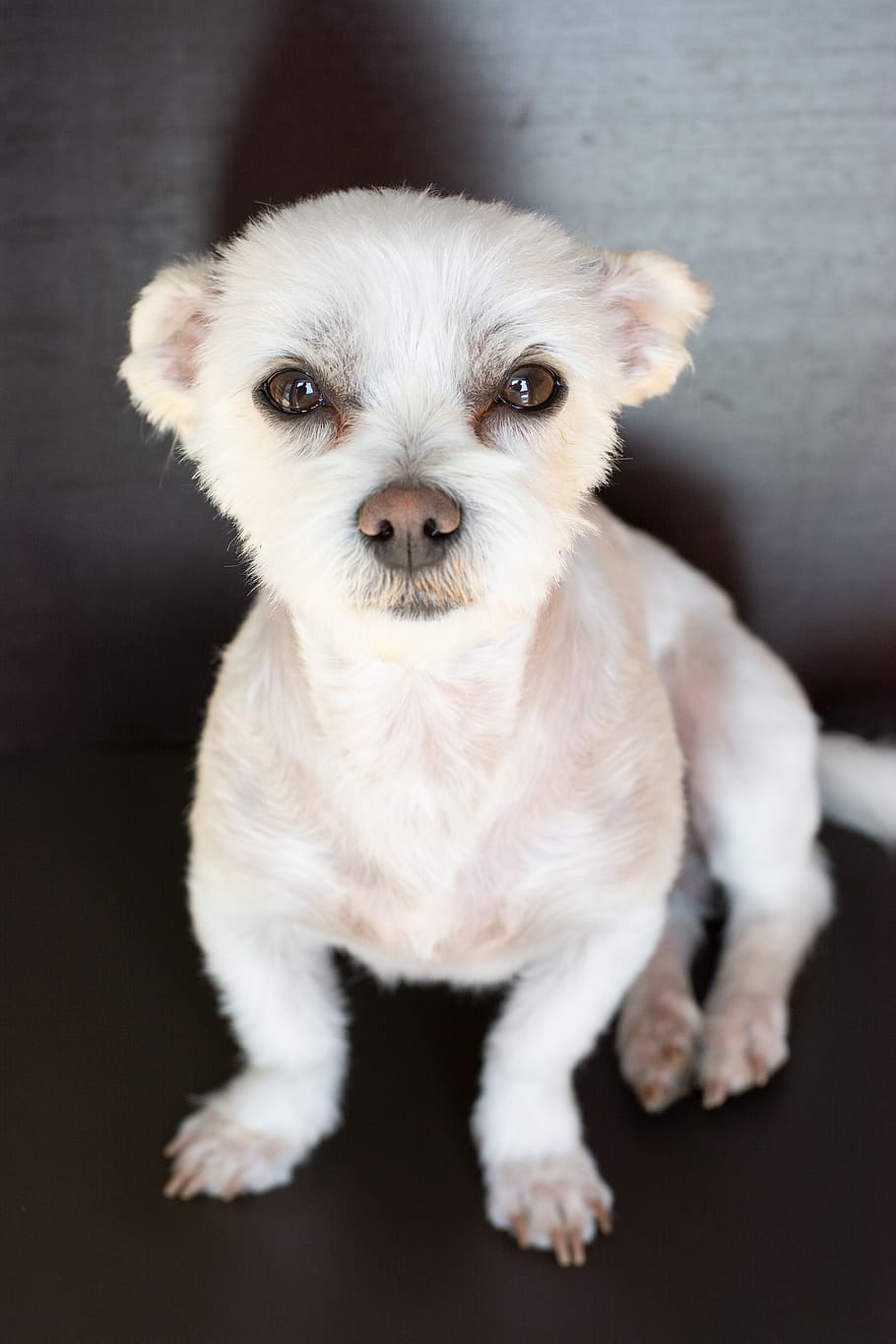 dog, white, small, maltese-havanese, hybrid, dog look, sweet, cute, close up, animal