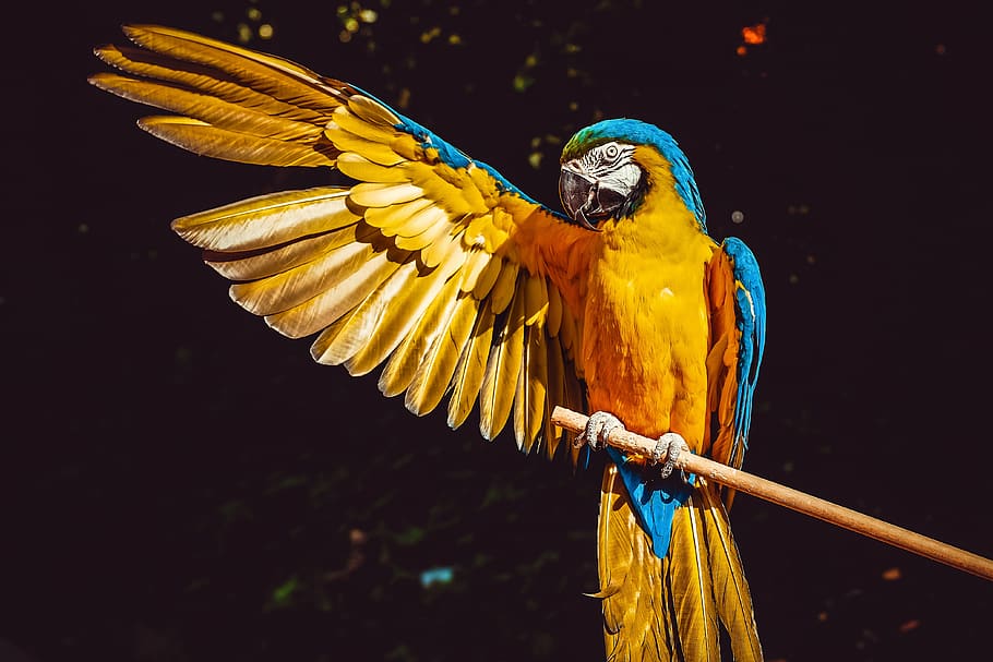 papagaio, arara amarela, pássaro, colorido, exótica, natureza, plumagem, asa, estendido, mundo animal