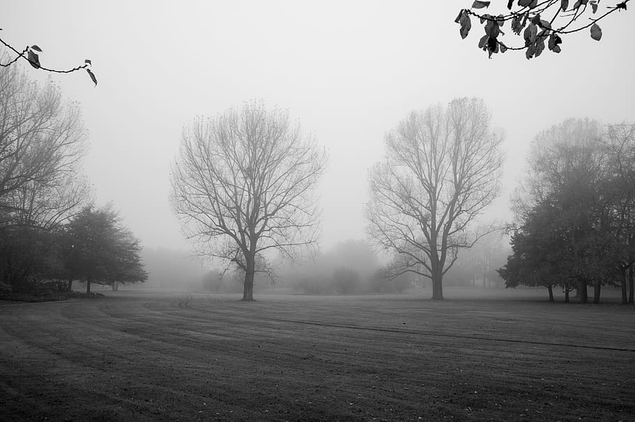 tree, landscape, nature, fog, black and white photography, autumn, loneliness, berlin, britz garden, plant