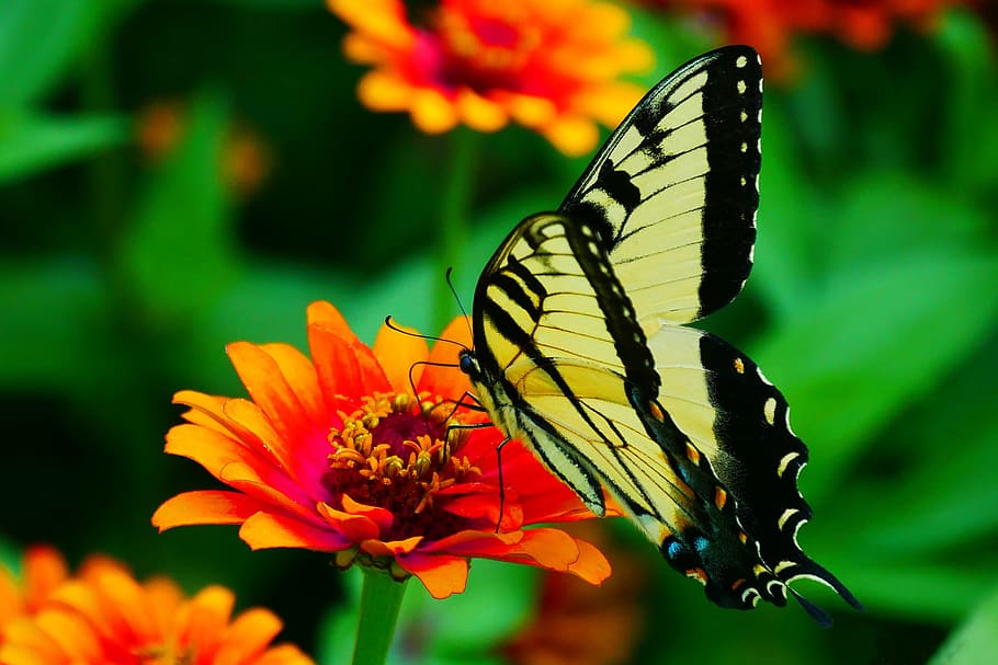 imagens, preto, amarelo, borboleta rabo de andorinha, descanso, flor zínia, flor., borboleta amarela, borboleta amarela e preta, rabo de andorinha amarelo comum