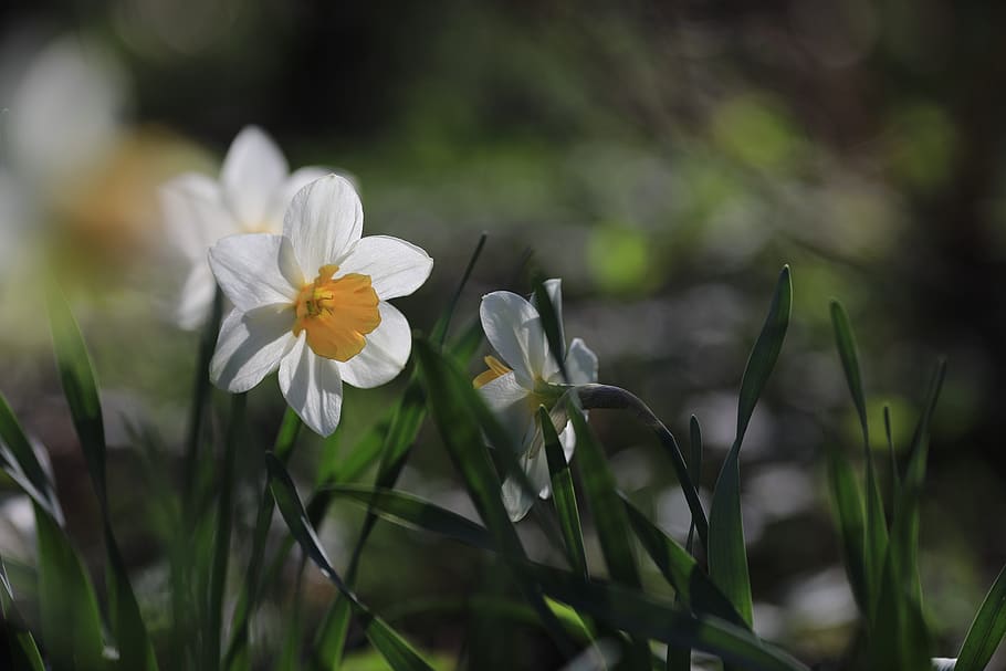 daffodils, floral, flower, narcissus, nature, easter, spring, blossom, petal, flowering plant