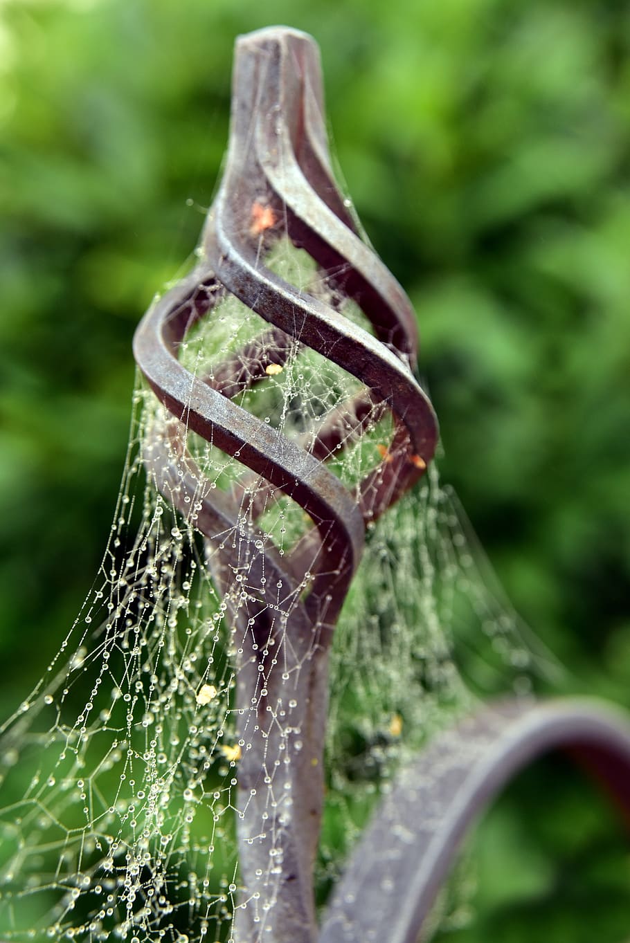 indian summer, spider webs, autumn, nature, cobweb, cobwebs, morgentau, close up, dew, web