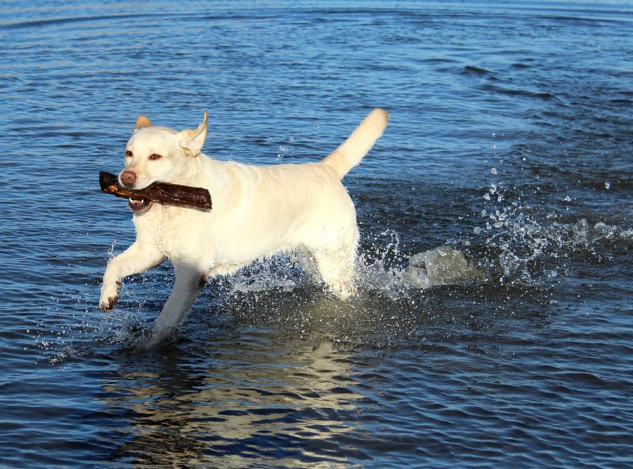 labrador, playful, water, dog, pet, retriever, play, happy, action, stick