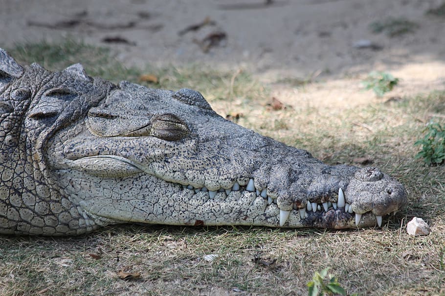 crocodile, ostrorylyj crocodile, crocodylus acutus, nature, reptile, animals, sleeps, closeup, grey, teeth