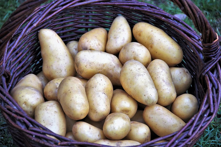 potato, basket, potatoes, vegetables, bio, vitamins, harvest, fresh, food, vegetarian