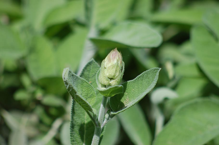 sage, aromatic plant, alimentari, plant, leaves, spices, horticulture, herbs, green color, leaf