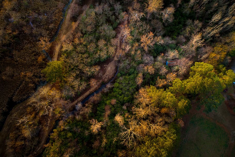 aerial, view, trees, plan, nature, forest, fall, autumn, tree, plant