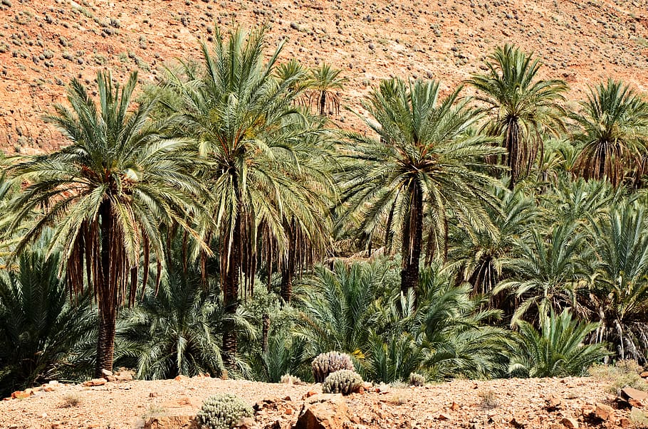 palm trees, morocco, marrakech, landscape, nature, desert, africa, sky, palm, sand