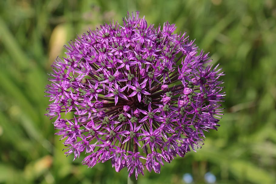 ornamental onion, purple, violet, flower ball, giant ornamental allium, ornamental flower, garden plant, close up, flowering plant, flower