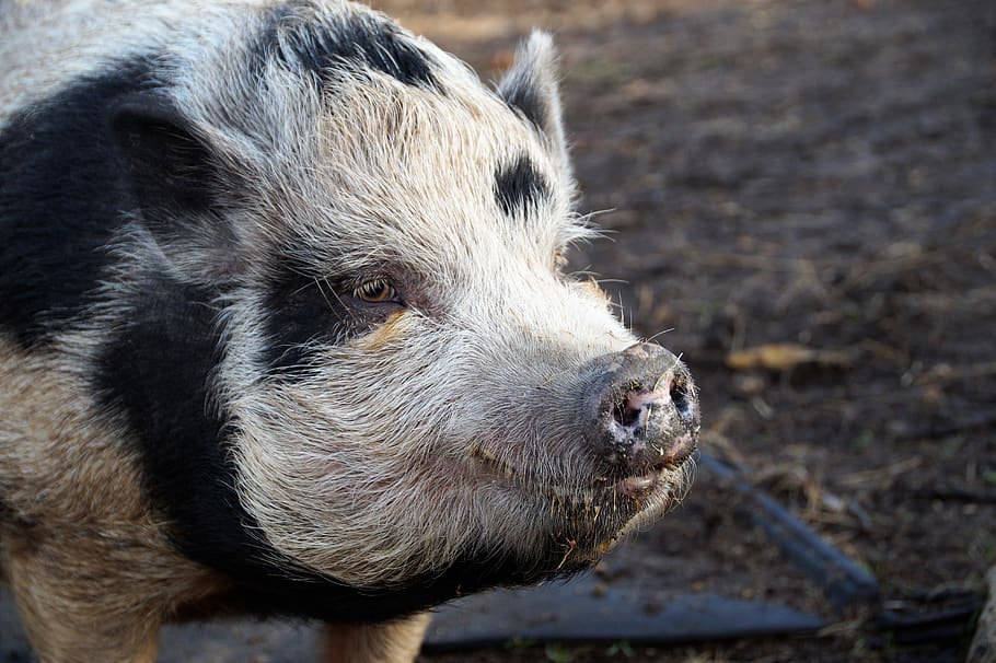 pig, home, spotted, farm, economic, animal, farmhouse, countryside, breeding, snout