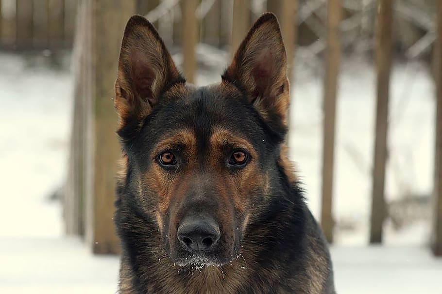german, shepard, dog, pet, snow, canine, guard, breed, cold, one animal