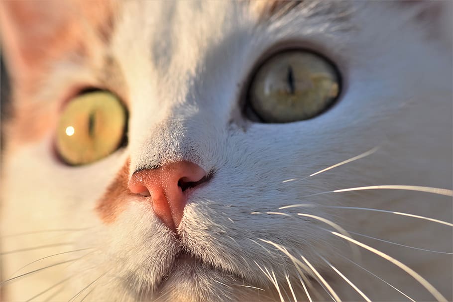 kucing, kucing domestik, hewan peliharaan, hewan, mata kucing, putih, wajah kucing, bulu, merapatkan, wajah