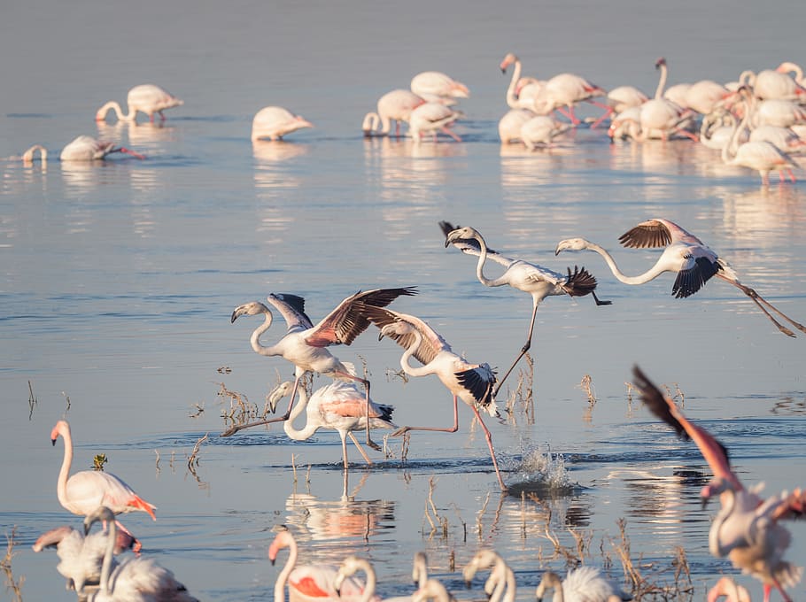 greater flamingoes, flamingos, birds, flying, nature, water, flock, sea, wildlife, animal