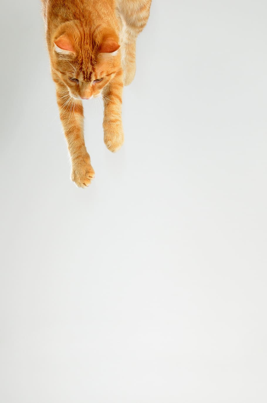 cat, tomcat, pet, redheaded, leaping cat, jump, in the jump, tabby, mammal, domestic