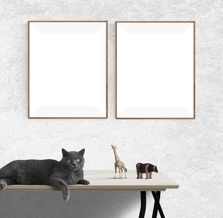 poster, frame, cat, toys, desk, wall, mammal, animal themes, animal, picture frame