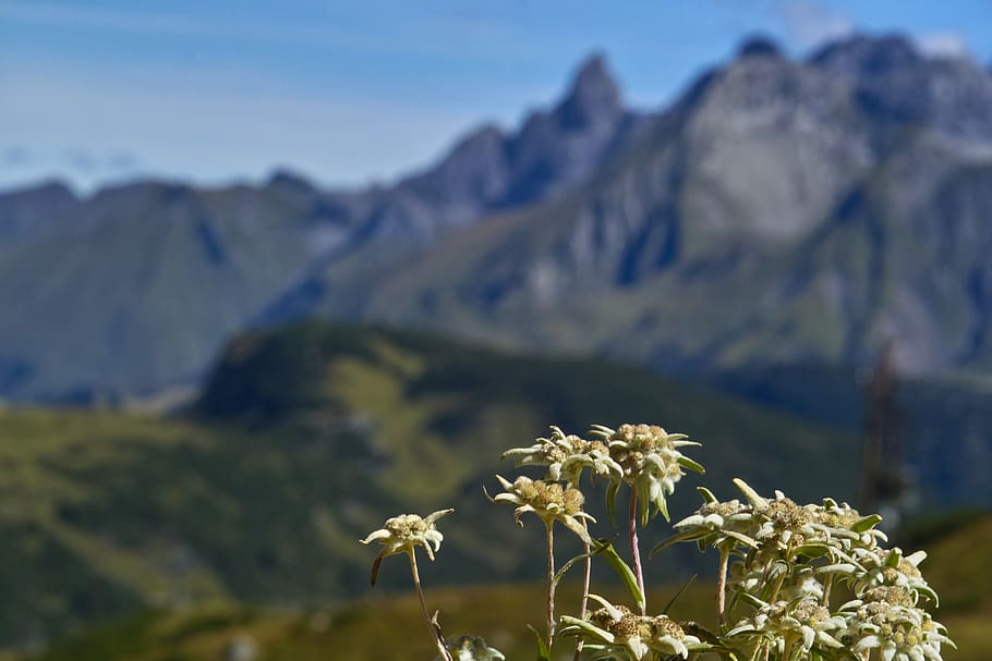 edelweiss, nature, flower, plant, alpine, protected, mountain landscape, mountain, flowering plant, beauty in nature