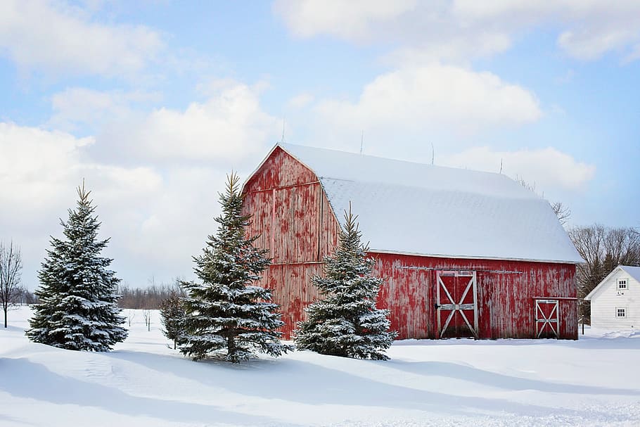 barn, red, winter, snow, pines, rural, farm, country, countryside, rustic