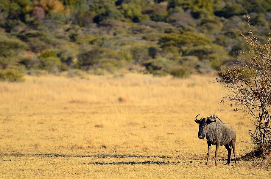 Sudáfrica, Pilanesberg, África, safari, naturaleza, animal, salvaje, al aire libre, desierto, arbusto