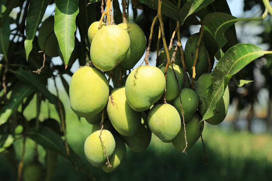 wild, mango, tree, jungle, fruit, healthy eating, food and drink, growth, food, plant