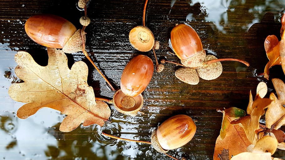 acorns, leaves, autumn, rain, leaf, wood - material, plant part, nature, water, high angle view