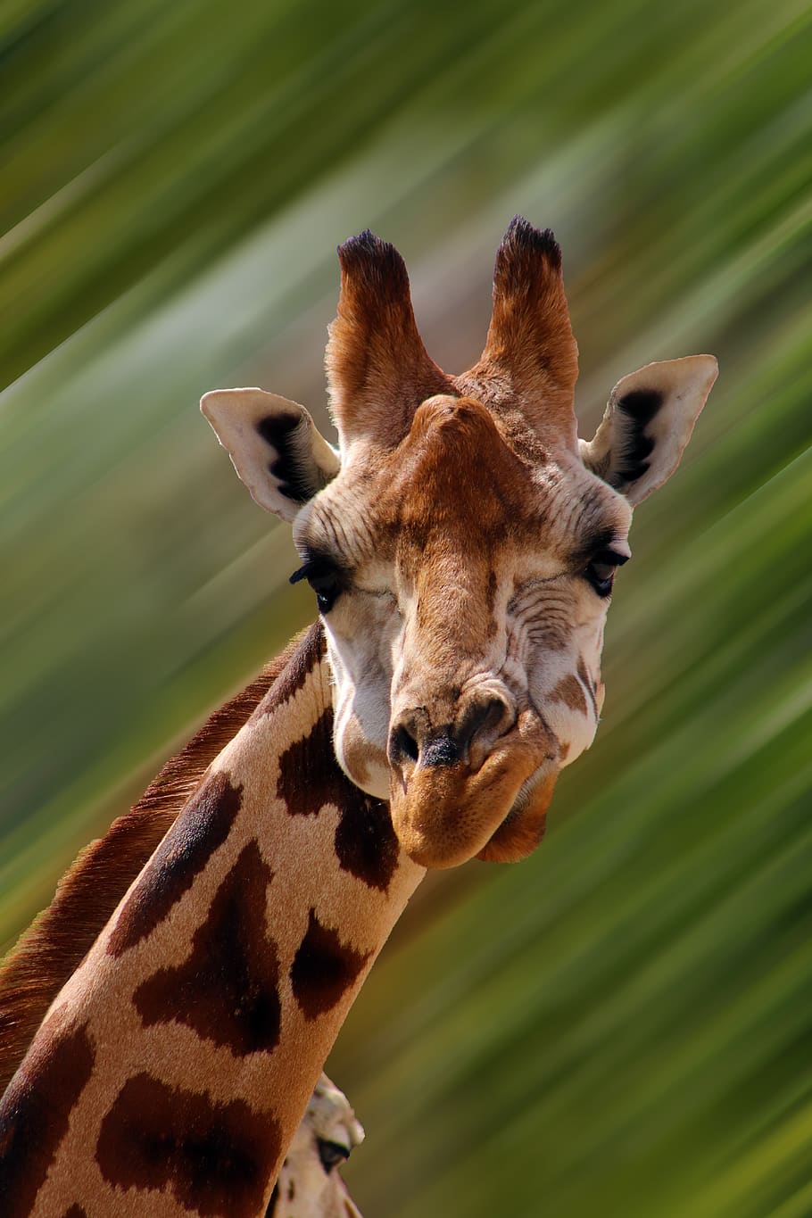jirafa, cara, animal, cabeza, mamífero, africano, cuello, orejas, vida silvestre, ojos