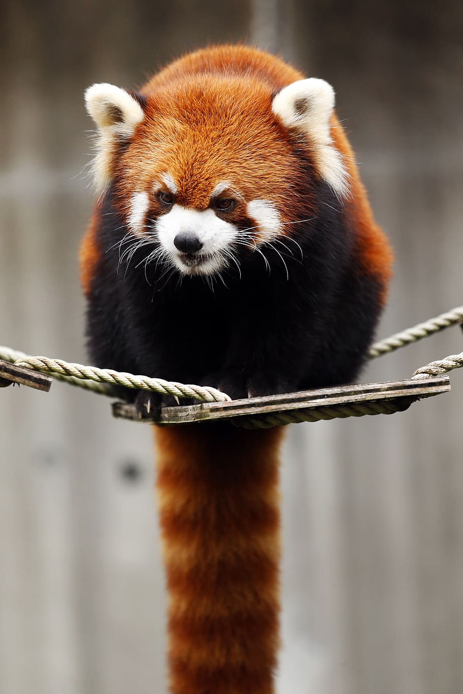 red panda, animal, cute, wild animals, omnivores・herbivores, red, mammals, zoo, animal themes, animal wildlife