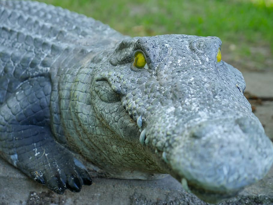 closeup, stone alligator, yello eyes, stone, art, dangerous, teeth, nose, animal, alligator