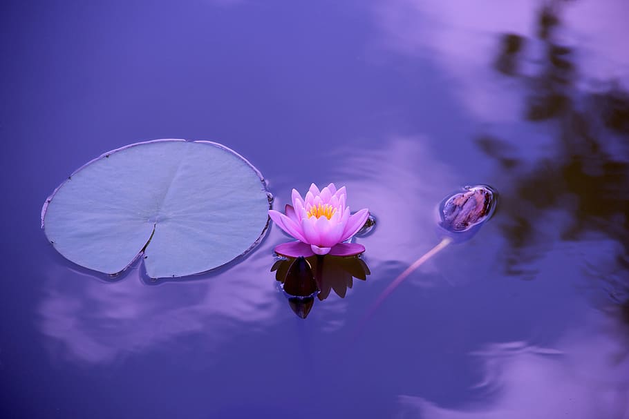 bunga lotus lily, alam, bunga, tanaman berbunga, kesegaran, tanaman, keindahan di alam, kerapuhan, kerentanan, air
