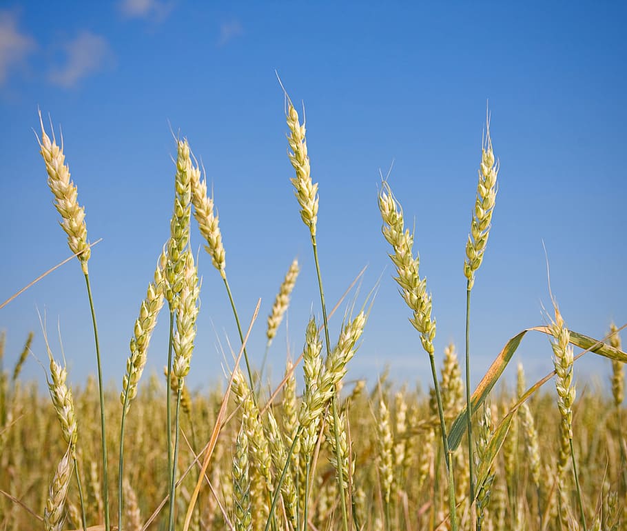 cultivation, dry, ear, farm, farming, field, flour, food, golden, grain