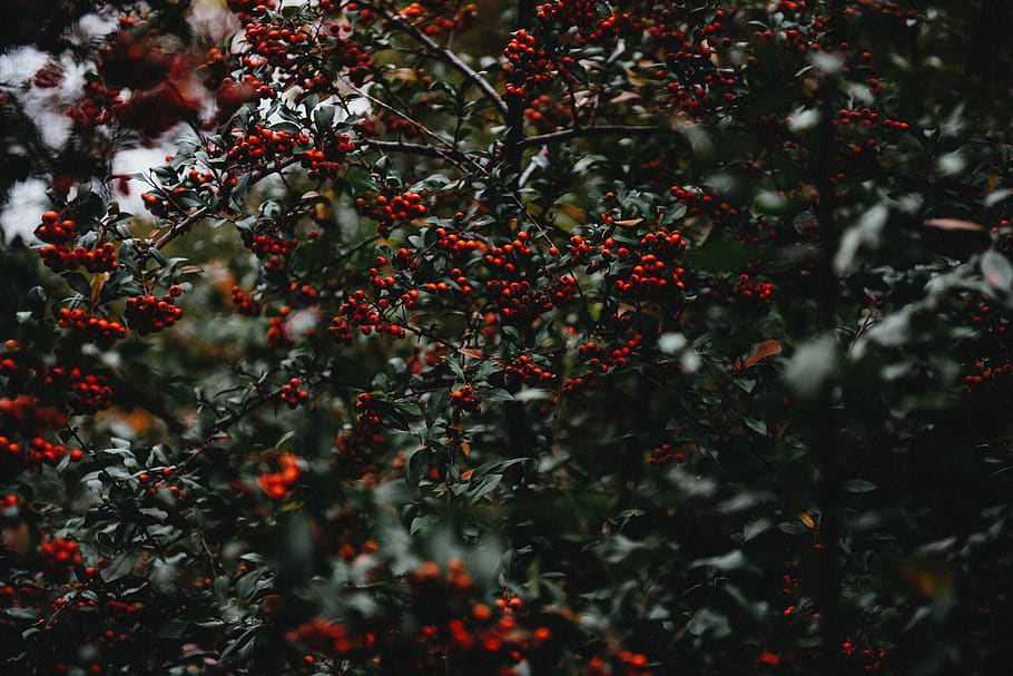 holly berries, berries, christmas holly, green, holly, tree, plant, bush, evergreen, fruit