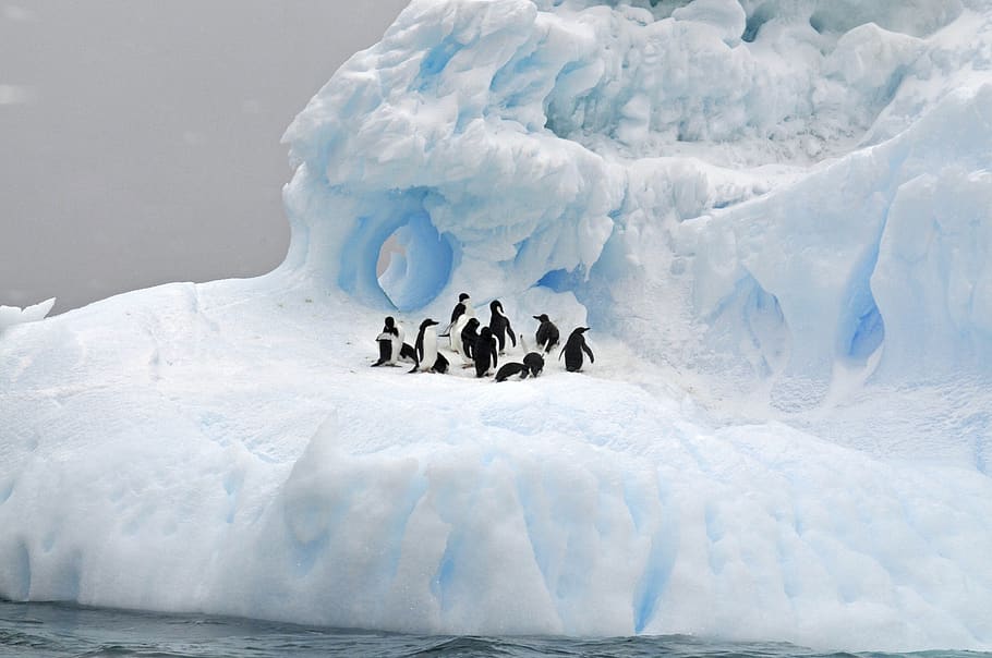 ice, snow, winter, cold, iceberg, frozen, glacier, landscape, travel, antarctica