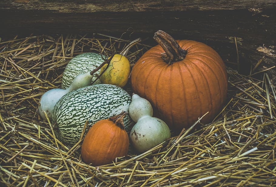 fazenda, colorido, dia das bruxas, abóbora de halloween, laranja, cor laranja, abóbora, temporada, sazonal, outono
