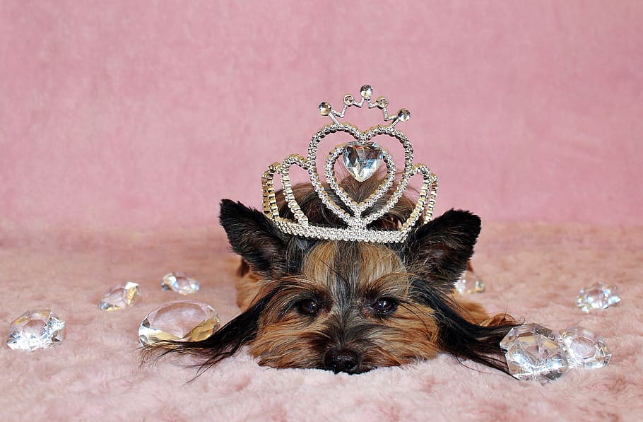 yorkshire terrier, dog, crown, diamond, one animal, animal, animal themes, mammal, canine, pets