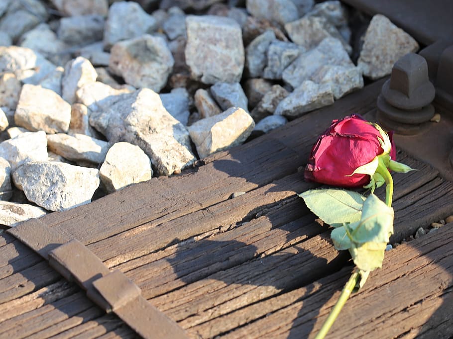 mawar merah, kereta api, cinta tertidur, kehilangan cinta, menyentuh, memori yang penuh kasih, tragedi, tragis, traumatis, emosi yang mendalam